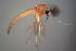  ( - CMM-CH79)  @11 [ ] Creative Commons  Attribution Non-Commercial Share-Alike (2022) NTNU University Museum, Department of Natural History NTNU University Museum, Department of Natural History