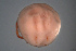  (Hydrachna geographica - HYDCA608)  @11 [ ] Creative Commons  Attribution Non-Commercial Share-Alike (2022) NTNU University Museum, Department of Natural History NTNU University Museum, Department of Natural History