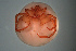  ( - HYDCA608)  @11 [ ] Creative Commons  Attribution Non-Commercial Share-Alike (2022) NTNU University Museum, Department of Natural History NTNU University Museum, Department of Natural History
