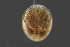  ( - HYDCA611)  @11 [ ] Creative Commons  Attribution Non-Commercial Share-Alike (2022) NTNU University Museum, Department of Natural History NTNU University Museum, Department of Natural History