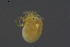  (Lebertia holsatica - HYDCA613)  @11 [ ] Creative Commons  Attribution Non-Commercial Share-Alike (2022) NTNU University Museum, Department of Natural History NTNU University Museum, Department of Natural History