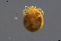  ( - HYDCA614)  @11 [ ] Creative Commons  Attribution Non-Commercial Share-Alike (2022) NTNU University Museum, Department of Natural History NTNU University Museum, Department of Natural History