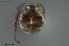  (Lebertia litoralis - HYDCA621)  @11 [ ] Creative Commons  Attribution Non-Commercial Share-Alike (2022) NTNU University Museum, Department of Natural History NTNU University Museum, Department of Natural History
