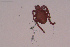  ( - HYDCA628)  @11 [ ] Creative Commons  Attribution Non-Commercial Share-Alike (2022) NTNU University Museum, Department of Natural History NTNU University Museum, Department of Natural History