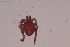  (Kongsbergia materna - HYDCA628)  @11 [ ] Creative Commons  Attribution Non-Commercial Share-Alike (2022) NTNU University Museum, Department of Natural History NTNU University Museum, Department of Natural History