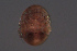  ( - HYDCA642)  @11 [ ] Creative Commons  Attribution Non-Commercial Share-Alike (2022) NTNU University Museum, Department of Natural History NTNU University Museum, Department of Natural History
