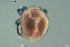  ( - HYDCA648)  @11 [ ] Creative Commons  Attribution Non-Commercial Share-Alike (2022) NTNU University Museum, Department of Natural History NTNU University Museum, Department of Natural History