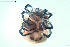  ( - HYDCA648)  @11 [ ] Creative Commons  Attribution Non-Commercial Share-Alike (2022) NTNU University Museum, Department of Natural History NTNU University Museum, Department of Natural History
