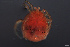  ( - HYDCA667)  @11 [ ] Creative Commons  Attribution Non-Commercial Share-Alike (2022) NTNU University Museum, Department of Natural History NTNU University Museum, Department of Natural History