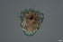  ( - HYDCA675)  @11 [ ] Creative Commons  Attribution Non-Commercial Share-Alike (2022) NTNU University Museum, Department of Natural History NTNU University Museum, Department of Natural History