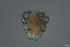  ( - HYDCA675)  @11 [ ] Creative Commons  Attribution Non-Commercial Share-Alike (2022) NTNU University Museum, Department of Natural History NTNU University Museum, Department of Natural History