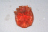  ( - HYDCA679)  @11 [ ] Creative Commons  Attribution Non-Commercial Share-Alike (2022) NTNU University Museum, Department of Natural History NTNU University Museum, Department of Natural History