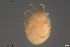  ( - HYDCA721)  @11 [ ] Creative Commons  Attribution Non-Commercial Share-Alike (2023) NTNU University Museum, Department of Natural History NTNU University Museum, Department of Natural History