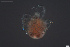  ( - HYDCA745)  @11 [ ] Creative Commons  Attribution Non-Commercial Share-Alike (2023) NTNU University Museum, Department of Natural History NTNU University Museum, Department of Natural History