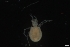  (Piona carnea - HYDCA788)  @11 [ ] Creative Commons  Attribution Non-Commercial Share-Alike (2023) NTNU University Museum, Department of Natural History NTNU University Museum, Department of Natural History