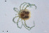  (Neumania spinipes - HYDCA827)  @11 [ ] Creative Commons  Attribution Non-Commercial Share-Alike (2023) NTNU University Museum, Department of Natural History NTNU University Museum, Department of Natural History