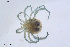  ( - HYDCA827)  @11 [ ] Creative Commons  Attribution Non-Commercial Share-Alike (2023) NTNU University Museum, Department of Natural History NTNU University Museum, Department of Natural History