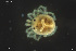  (Piona discrepans - HYDCA831)  @11 [ ] Creative Commons  Attribution Non-Commercial Share-Alike (2023) NTNU University Museum, Department of Natural History NTNU University Museum, Department of Natural History