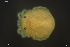  ( - HYDCA835)  @11 [ ] Creative Commons  Attribution Non-Commercial Share-Alike (2023) NTNU University Museum, Department of Natural History NTNU University Museum, Department of Natural History