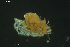  ( - HYDCA855)  @11 [ ] Creative Commons  Attribution Non-Commercial Share-Alike (2023) NTNU University Museum, Department of Natural History NTNU University Museum, Department of Natural History