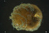  ( - HYDCA874)  @11 [ ] Creative Commons  Attribution Non-Commercial Share-Alike (2023) NTNU University Museum, Department of Natural History NTNU University Museum, Department of Natural History