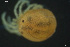  ( - HYDCA886)  @11 [ ] Creative Commons  Attribution Non-Commercial Share-Alike (2023) NTNU University Museum, Department of Natural History NTNU University Museum, Department of Natural History