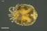  ( - HYDCA894)  @11 [ ] Creative Commons  Attribution Non-Commercial Share-Alike (2024) NTNU University Museum, Department of Natural History NTNU University Museum, Department of Natural History