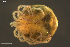  ( - HYDCA895)  @11 [ ] Creative Commons  Attribution Non-Commercial Share-Alike (2024) NTNU University Museum, Department of Natural History NTNU University Museum, Department of Natural History