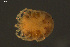  ( - HYDCA898)  @11 [ ] Creative Commons  Attribution Non-Commercial Share-Alike (2024) NTNU University Museum, Department of Natural History NTNU University Museum, Department of Natural History