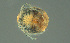  ( - HYDCA926)  @11 [ ] Creative Commons  Attribution Non-Commercial Share-Alike (2024) NTNU University Museum, Department of Natural History NTNU University Museum, Department of Natural History