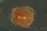  ( - HYDCA927)  @11 [ ] Creative Commons  Attribution Non-Commercial Share-Alike (2024) NTNU University Museum, Department of Natural History NTNU University Museum, Department of Natural History