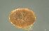  ( - HYDCA931)  @11 [ ] Creative Commons  Attribution Non-Commercial Share-Alike (2024) NTNU University Museum, Department of Natural History NTNU University Museum, Department of Natural History