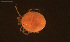  ( - HYDCA932)  @11 [ ] Creative Commons  Attribution Non-Commercial Share-Alike (2024) NTNU University Museum, Department of Natural History NTNU University Museum, Department of Natural History