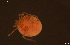  ( - HYDCA932)  @11 [ ] Creative Commons  Attribution Non-Commercial Share-Alike (2024) NTNU University Museum, Department of Natural History NTNU University Museum, Department of Natural History