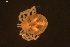  ( - HYDCA935)  @11 [ ] Creative Commons  Attribution Non-Commercial Share-Alike (2024) NTNU University Museum, Department of Natural History NTNU University Museum, Department of Natural History