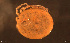  ( - HYDCA936)  @11 [ ] Creative Commons  Attribution Non-Commercial Share-Alike (2024) NTNU University Museum, Department of Natural History NTNU University Museum, Department of Natural History