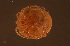  ( - HYDCA936)  @11 [ ] Creative Commons  Attribution Non-Commercial Share-Alike (2024) NTNU University Museum, Department of Natural History NTNU University Museum, Department of Natural History