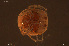  ( - HYDCA937)  @11 [ ] Creative Commons  Attribution Non-Commercial Share-Alike (2024) NTNU University Museum, Department of Natural History NTNU University Museum, Department of Natural History