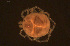  ( - HYDCA938)  @11 [ ] Creative Commons  Attribution Non-Commercial Share-Alike (2024) NTNU University Museum, Department of Natural History NTNU University Museum, Department of Natural History