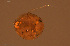  ( - HYDCA939)  @11 [ ] Creative Commons  Attribution Non-Commercial Share-Alike (2024) NTNU University Museum, Department of Natural History NTNU University Museum, Department of Natural History