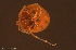  ( - HYDCA939)  @11 [ ] Creative Commons  Attribution Non-Commercial Share-Alike (2024) NTNU University Museum, Department of Natural History NTNU University Museum, Department of Natural History