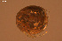  (Hygrobates trigonicus - HYDCA940)  @11 [ ] Creative Commons  Attribution Non-Commercial Share-Alike (2024) NTNU University Museum, Department of Natural History NTNU University Museum, Department of Natural History