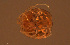  ( - HYDCA940)  @11 [ ] Creative Commons  Attribution Non-Commercial Share-Alike (2024) NTNU University Museum, Department of Natural History NTNU University Museum, Department of Natural History