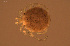  ( - HYDCA943)  @11 [ ] Creative Commons  Attribution Non-Commercial Share-Alike (2024) NTNU University Museum, Department of Natural History NTNU University Museum, Department of Natural History