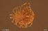  ( - HYDCA943)  @11 [ ] Creative Commons  Attribution Non-Commercial Share-Alike (2024) NTNU University Museum, Department of Natural History NTNU University Museum, Department of Natural History