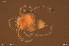  ( - HYDCA946)  @11 [ ] Creative Commons  Attribution Non-Commercial Share-Alike (2024) NTNU University Museum, Department of Natural History NTNU University Museum, Department of Natural History