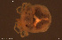  ( - HYDCA947)  @11 [ ] Creative Commons  Attribution Non-Commercial Share-Alike (2024) NTNU University Museum, Department of Natural History NTNU University Museum, Department of Natural History
