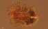  ( - HYDCA947)  @11 [ ] Creative Commons  Attribution Non-Commercial Share-Alike (2024) NTNU University Museum, Department of Natural History NTNU University Museum, Department of Natural History