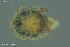  ( - HYDCA948)  @11 [ ] Creative Commons  Attribution Non-Commercial Share-Alike (2024) NTNU University Museum, Department of Natural History NTNU University Museum, Department of Natural History