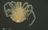  ( - HYDCA960)  @11 [ ] Creative Commons  Attribution Non-Commercial Share-Alike (2024) NTNU University Museum, Department of Natural History NTNU University Museum, Department of Natural History